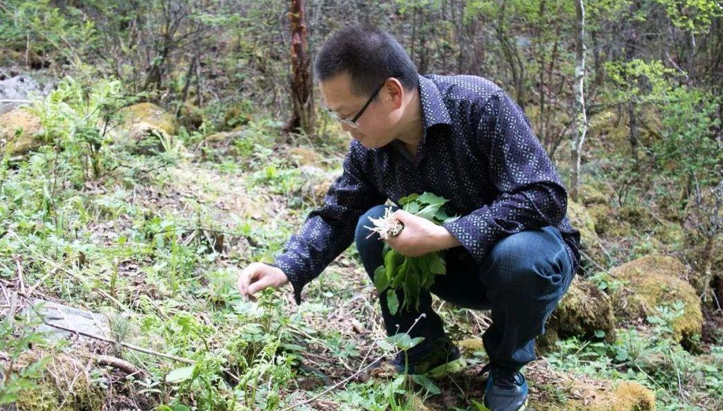 3,鹿耳韭 又叫 天韭,营养价值高,菜质柔嫩鲜美,口味辛香作药可理血