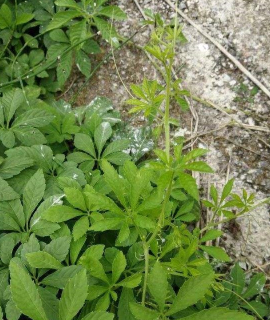墙边随手挖的野草,晒干泡茶喝有大用处!