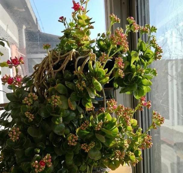 长寿花3年长成树花开一大片原来是这样养出来的