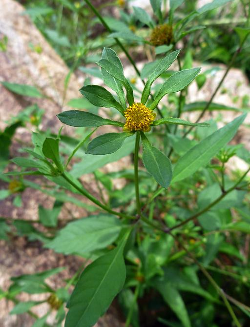 大狼杷草原产于美洲地区,包括墨西哥的东部,美国的南部,以及巴拿马的