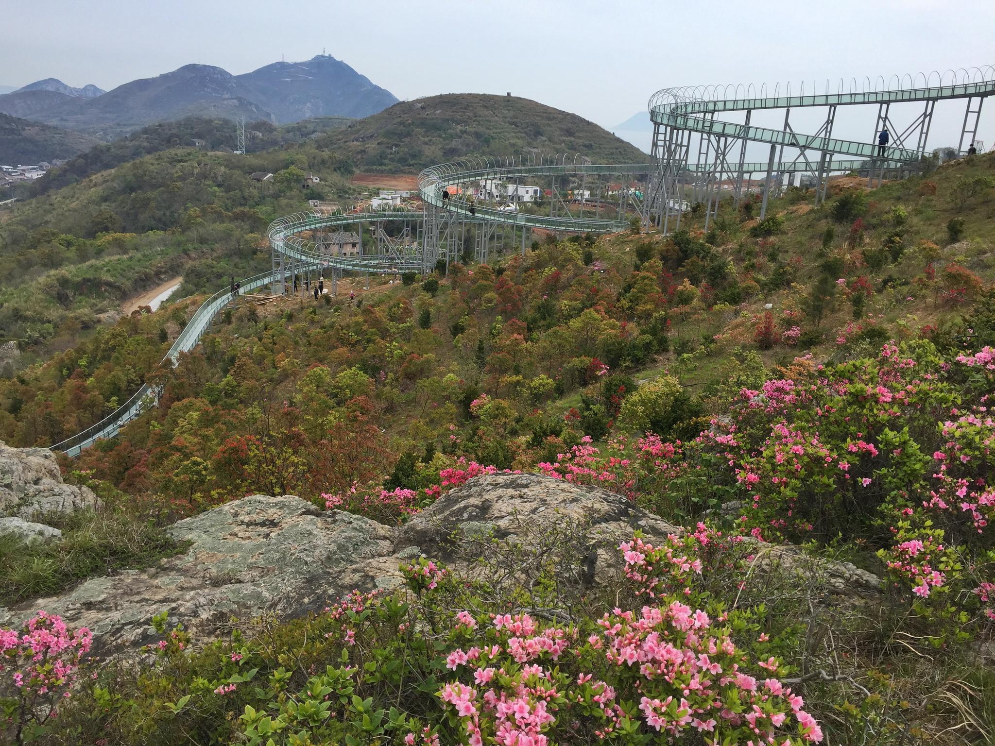 看惯了公园里的杜鹃,松门大坑沙山野野生的杜鹃让人意外的惊喜