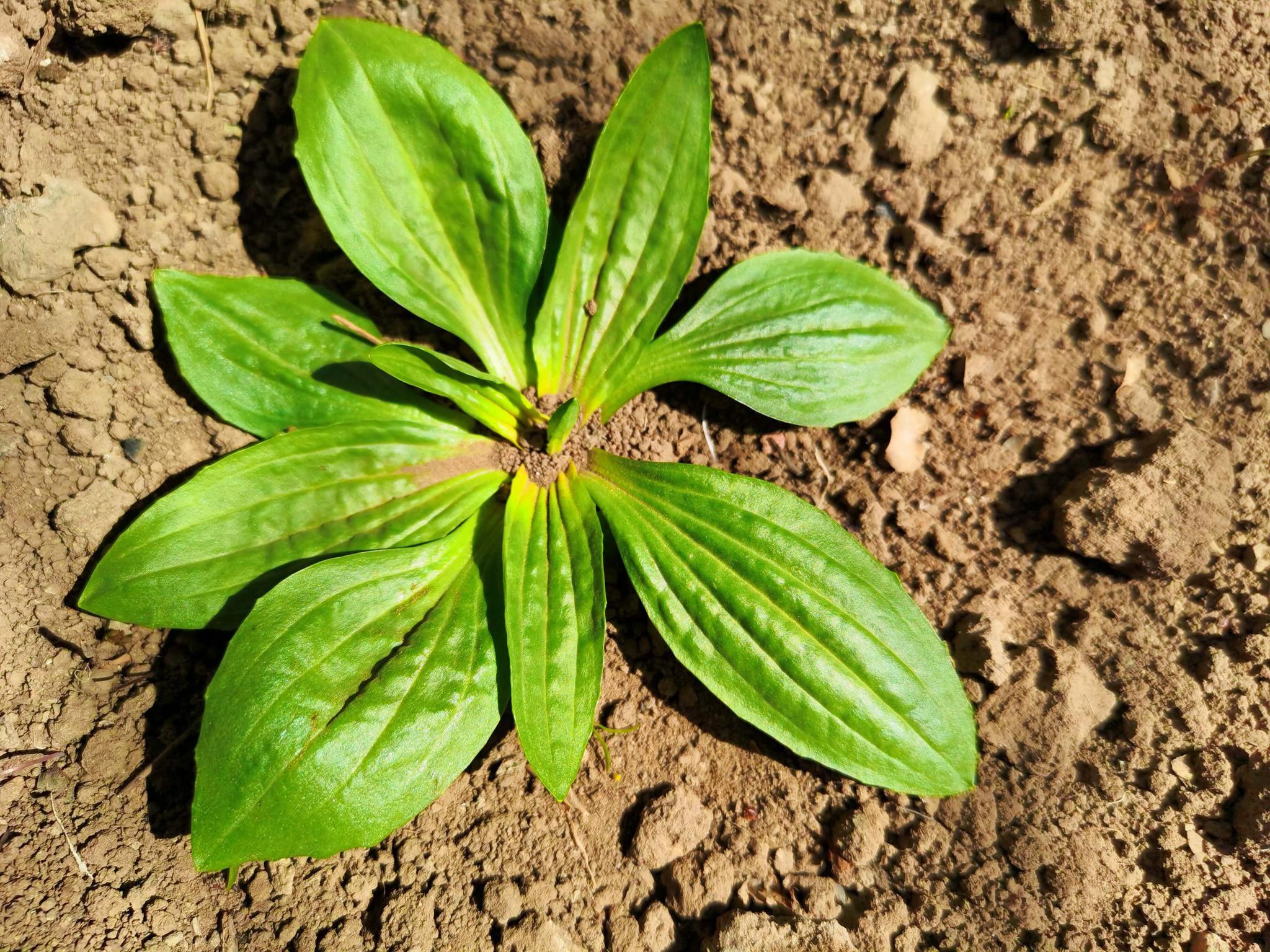 车前草又叫车轱辘菜原创拍摄