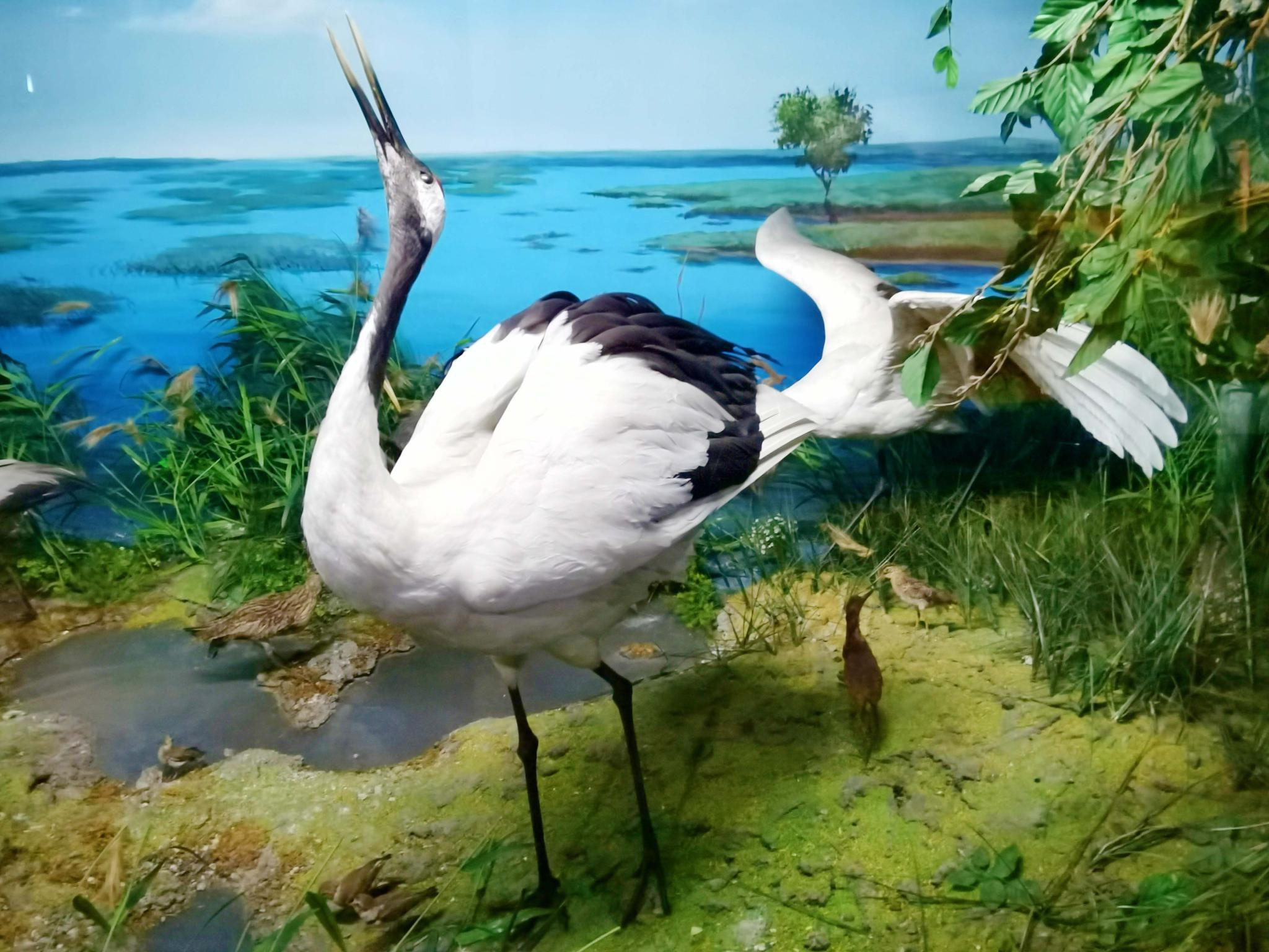长春自然博物馆各种鸟类标本,原创拍摄