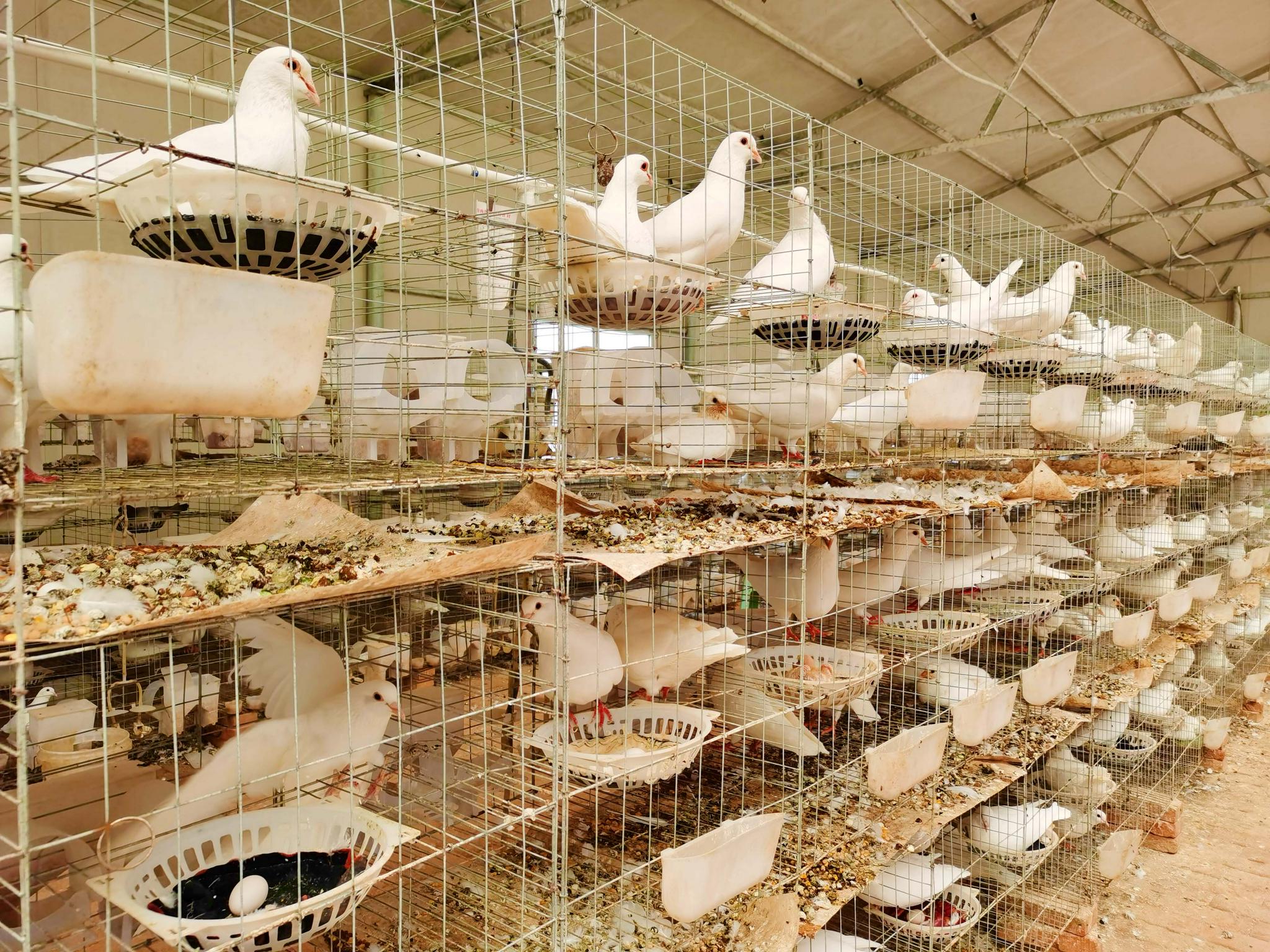 肉鸽养殖场,原创拍摄|肉鸽|养殖场|原创_新浪新闻