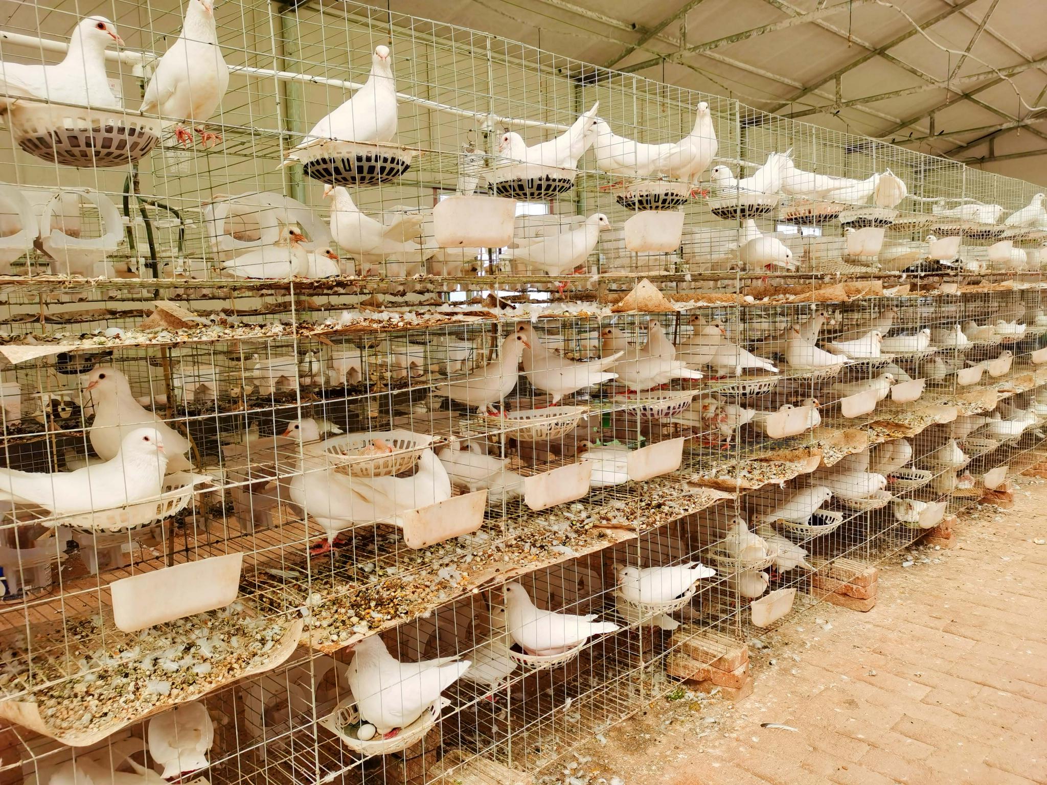 天津肉鸽养殖基地图片