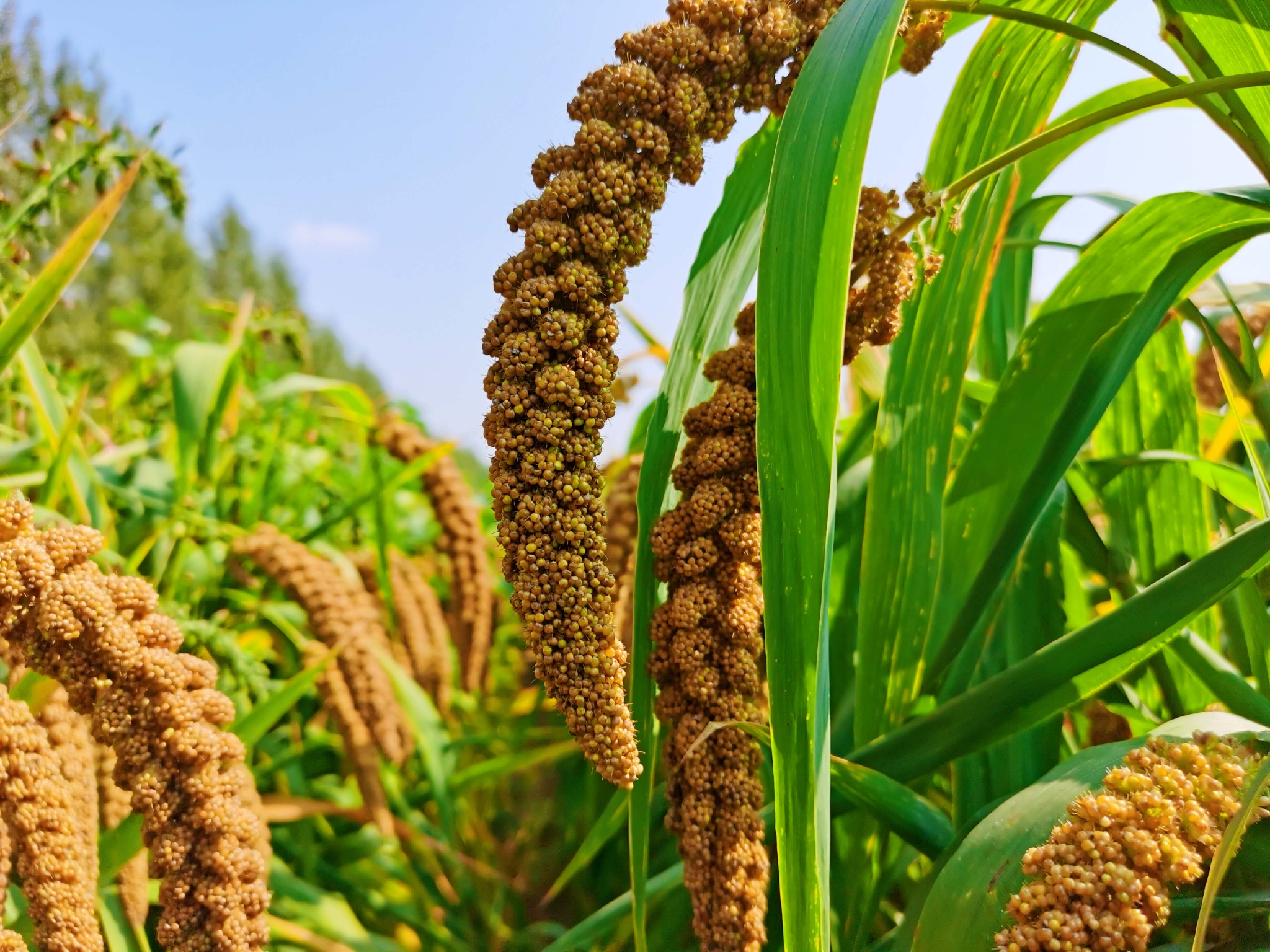 沉甸甸的谷穗原创拍摄