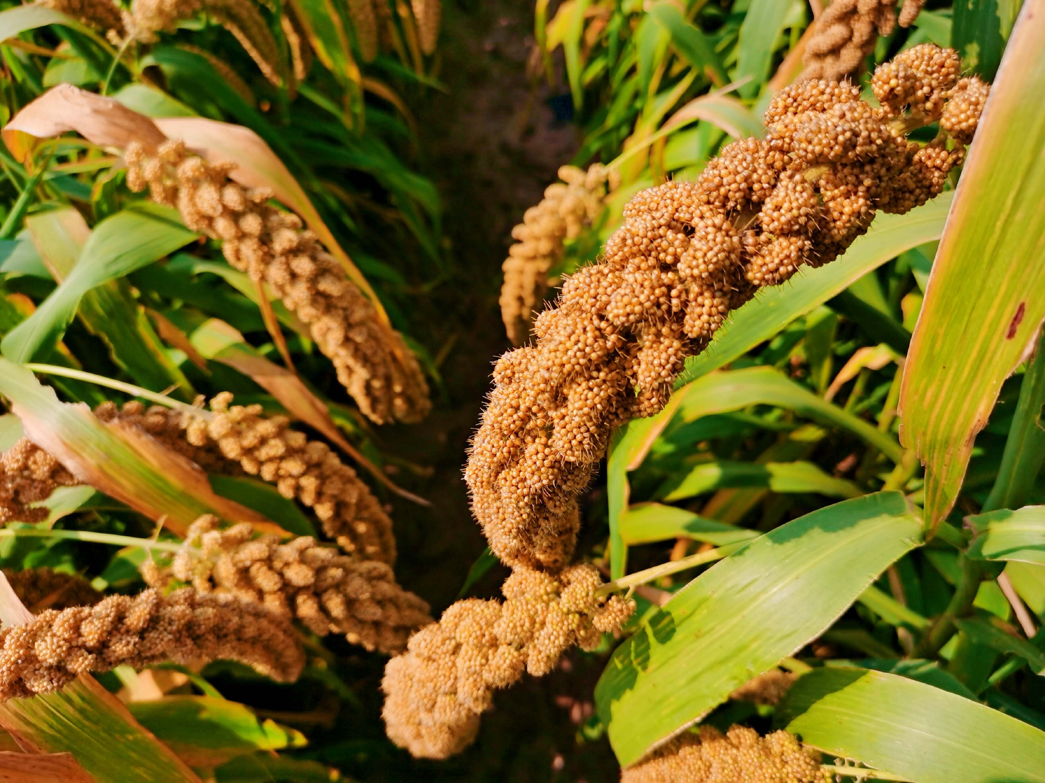 沉甸甸的谷穗原创拍摄