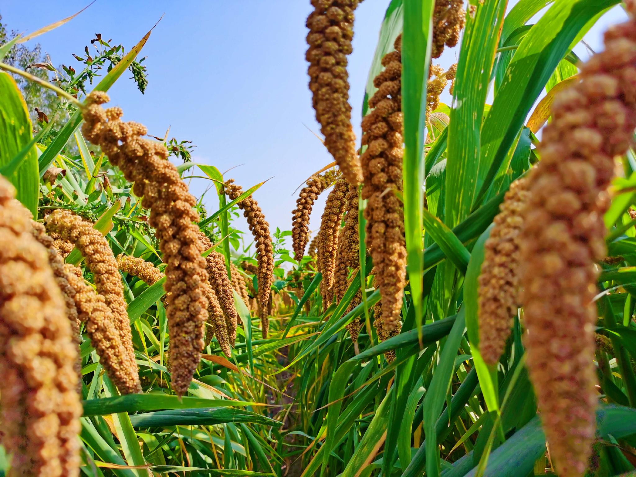 沉甸甸的谷穗原创拍摄