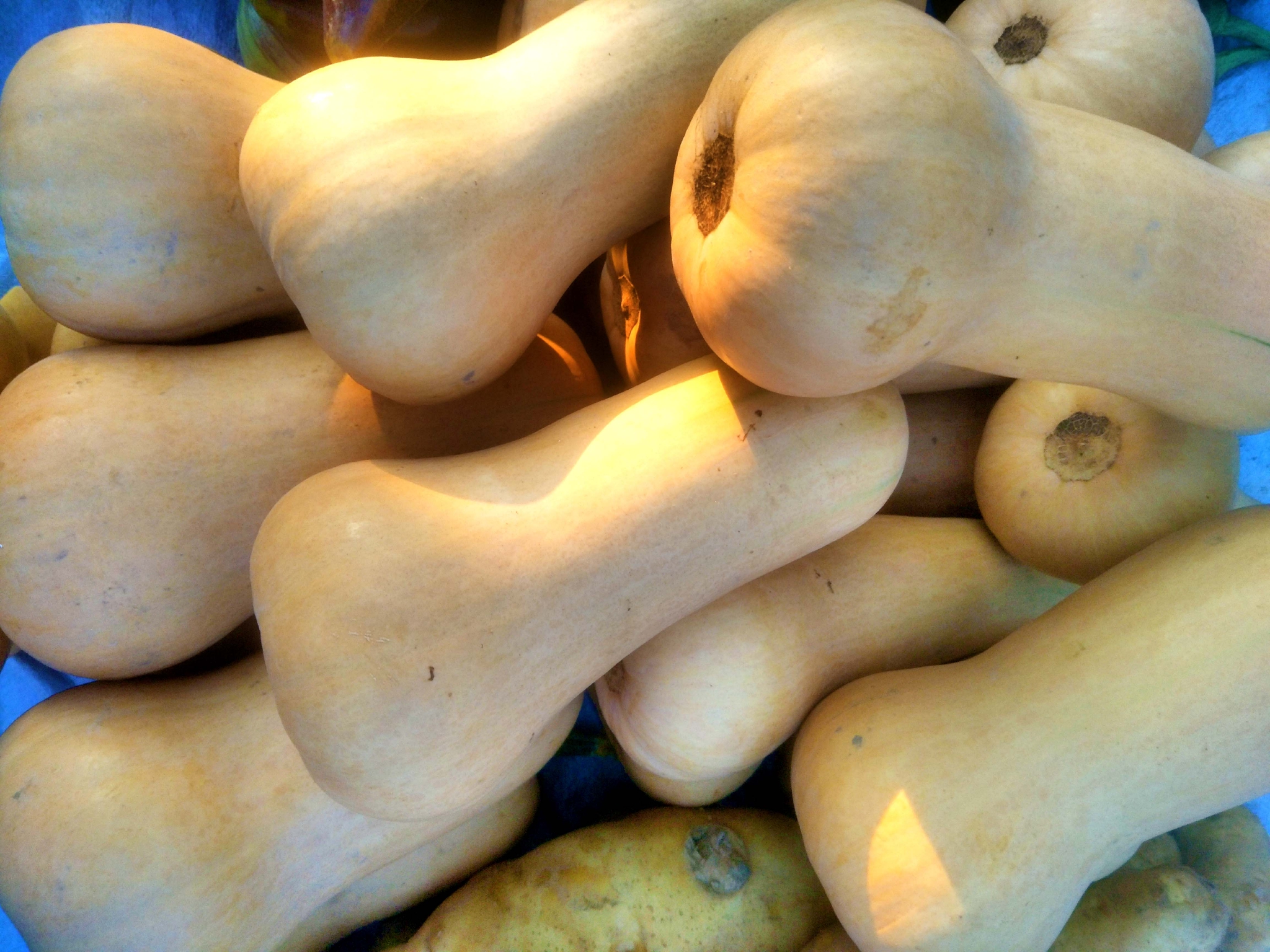 胡桃南瓜也叫笋瓜,原创拍摄|笋瓜|胡桃|南瓜_新浪新闻