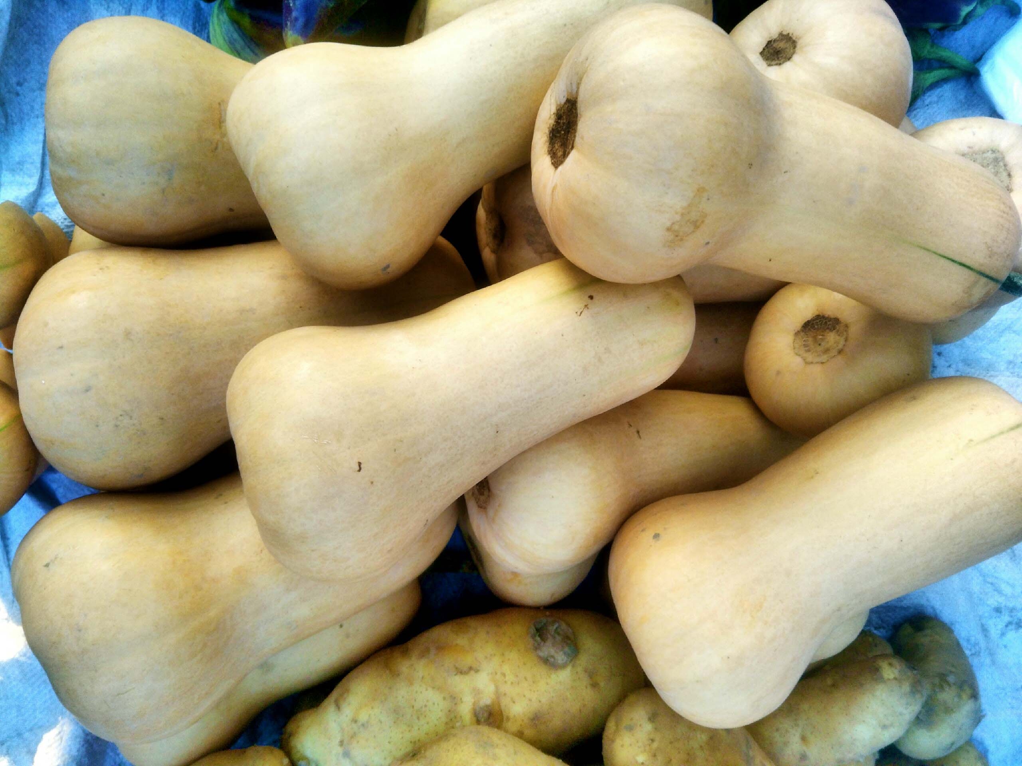 胡桃南瓜也叫笋瓜,原创拍摄|笋瓜|胡桃|南瓜_新浪新闻