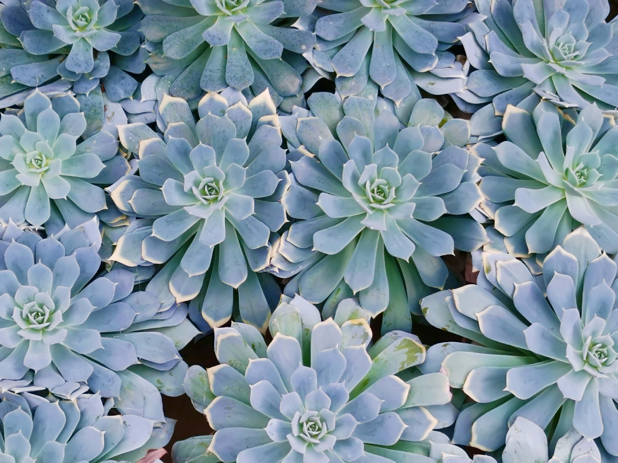 多肉植物观音莲原创拍摄