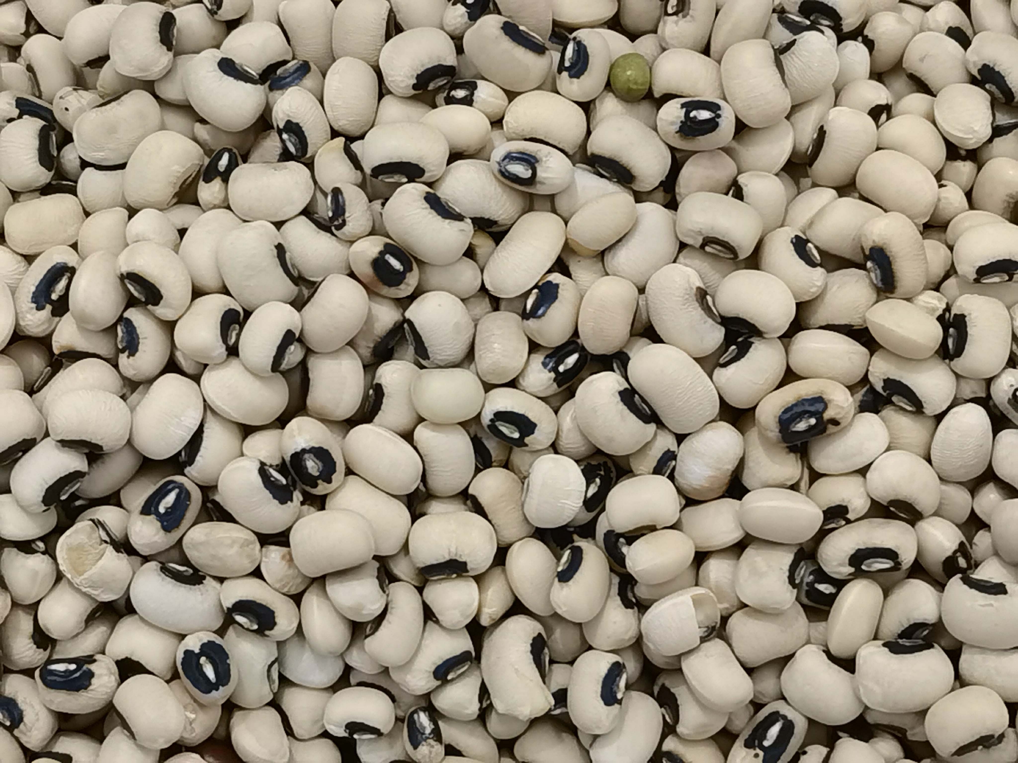 眉豆也叫饭豆原创拍摄