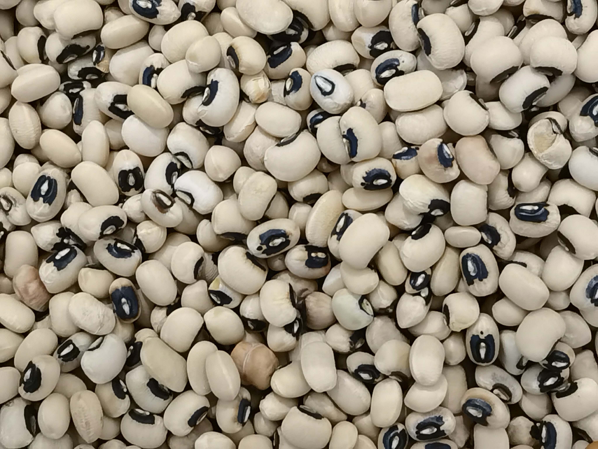 眉豆也叫饭豆原创拍摄