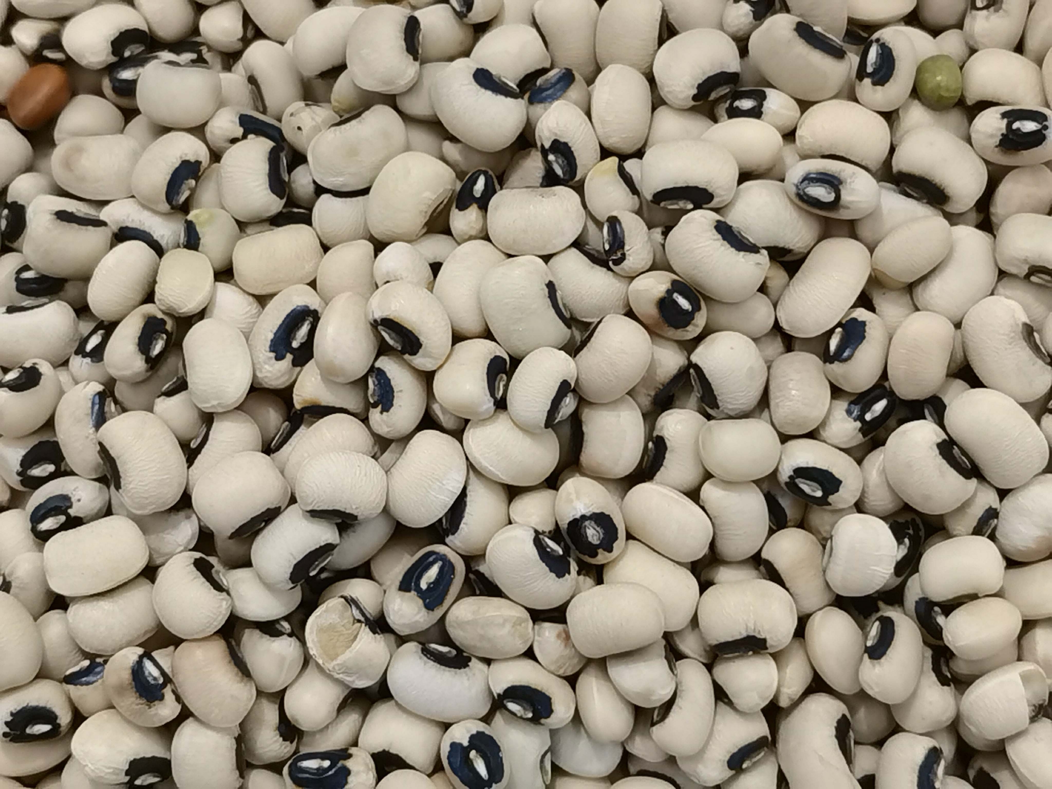 眉豆也叫饭豆原创拍摄