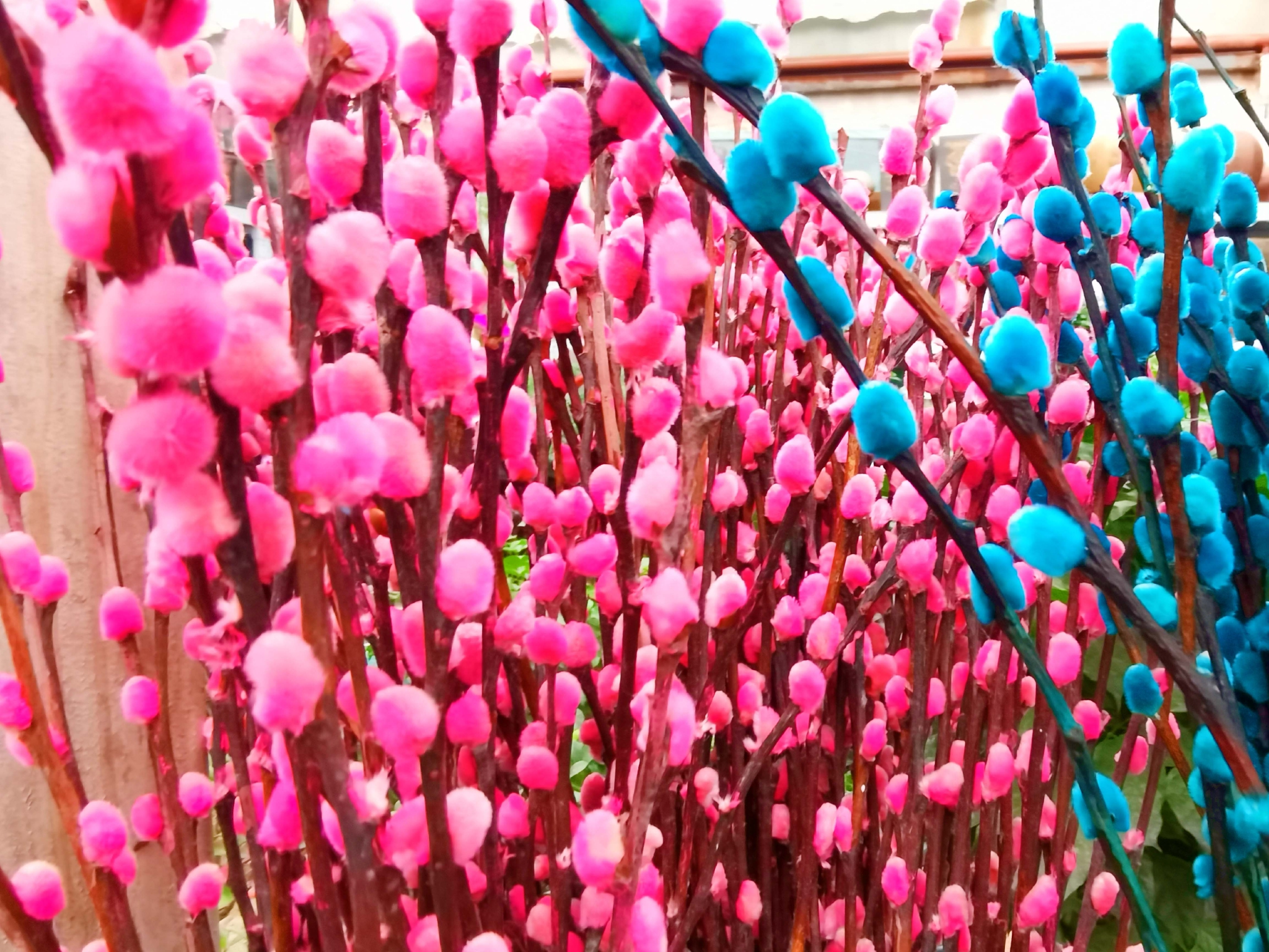 染色的银柳,原创拍摄|银柳|染色|原创_新浪新闻