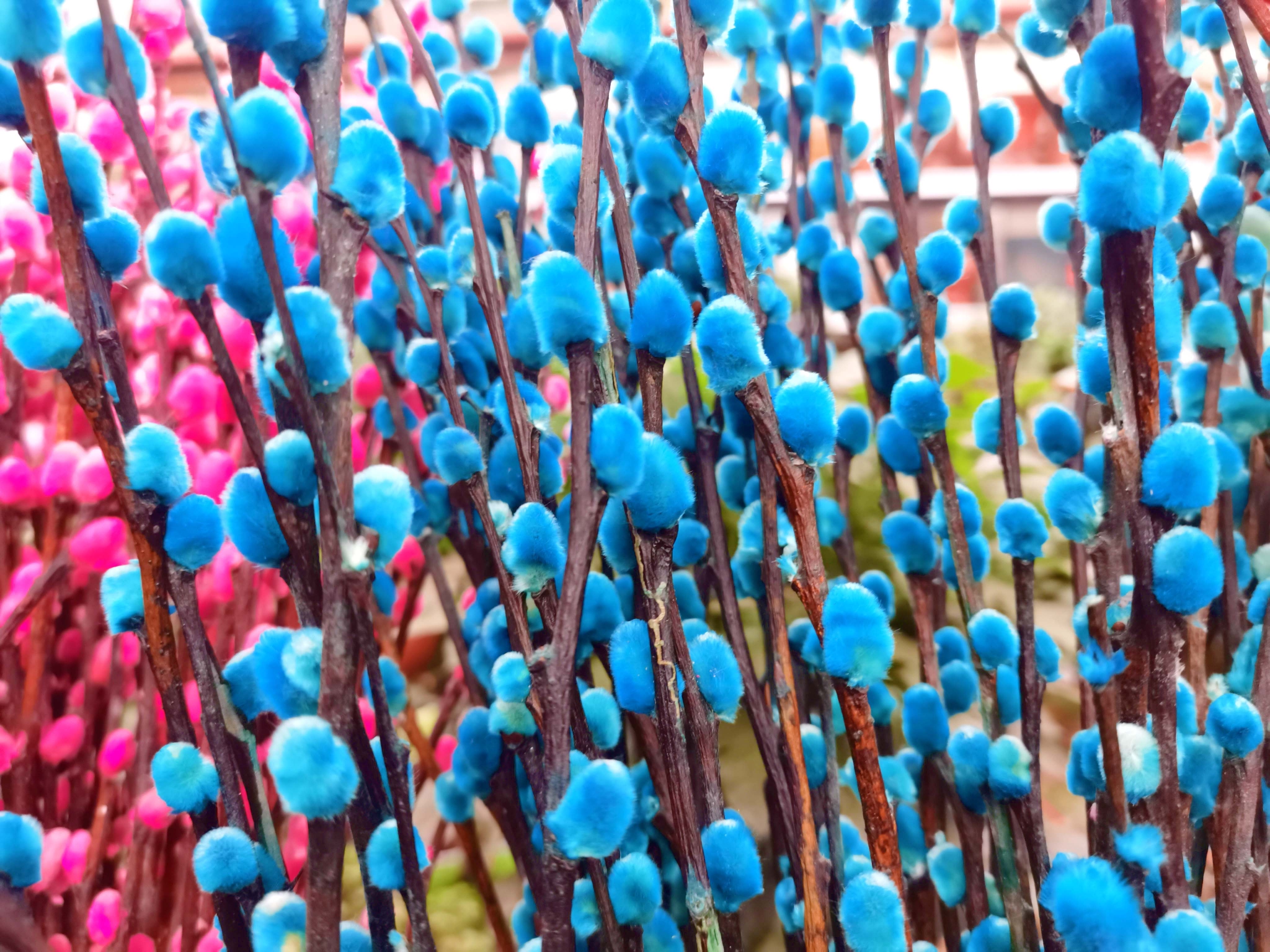 染色的银柳原创拍摄