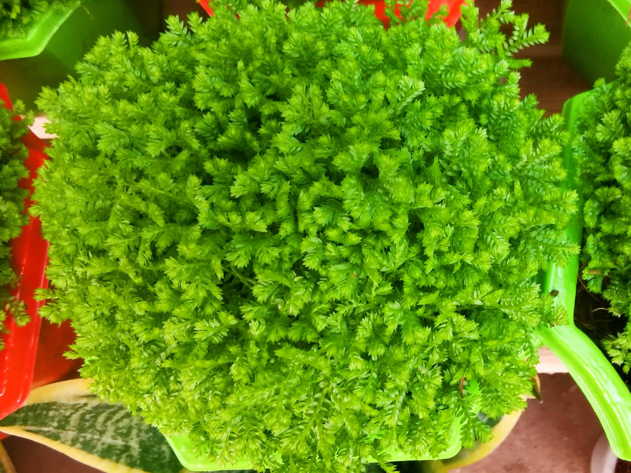 翠云草,原创拍摄__财经头条