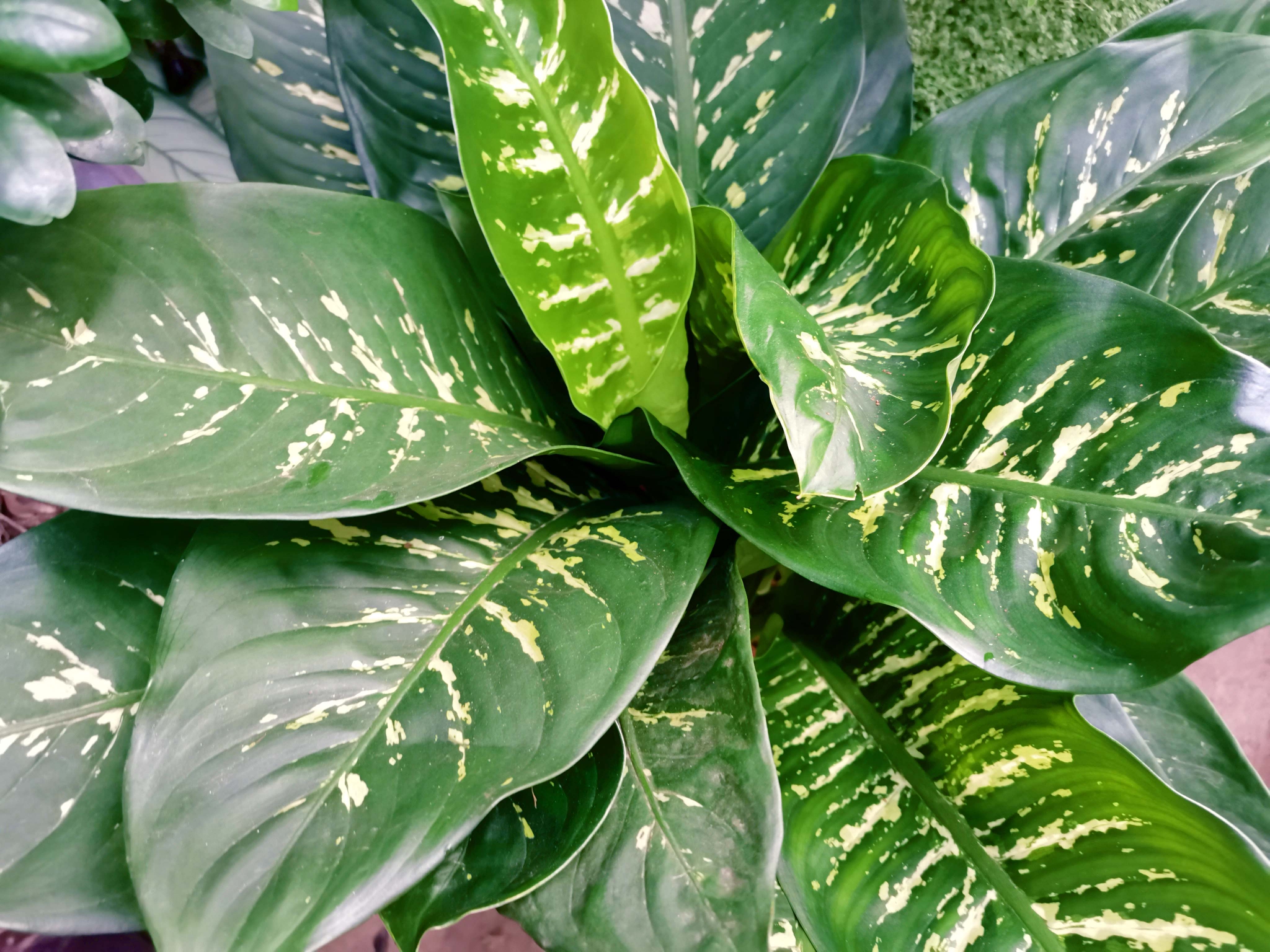 斑叶竹芋原创拍摄