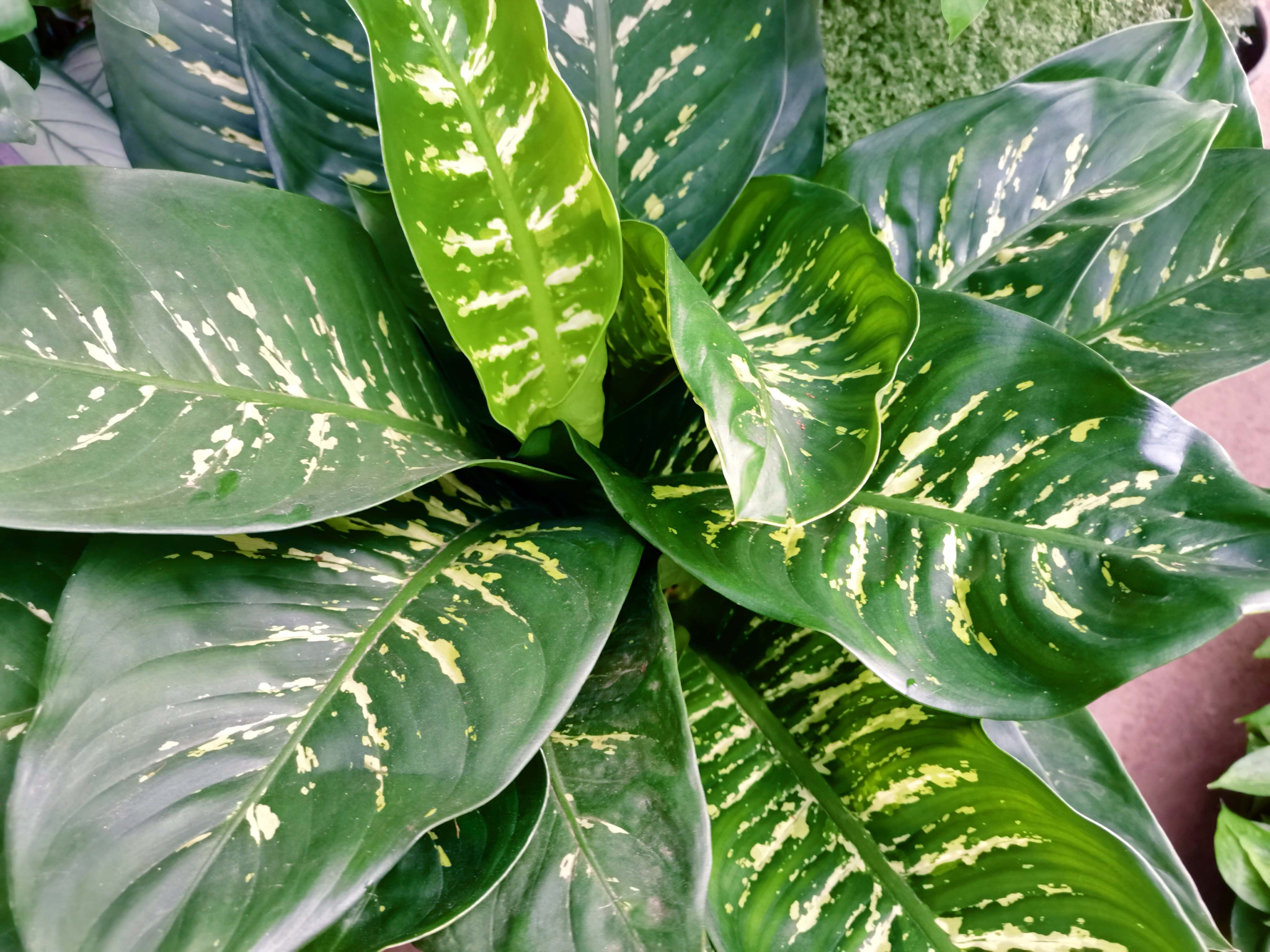 斑叶竹芋原创拍摄