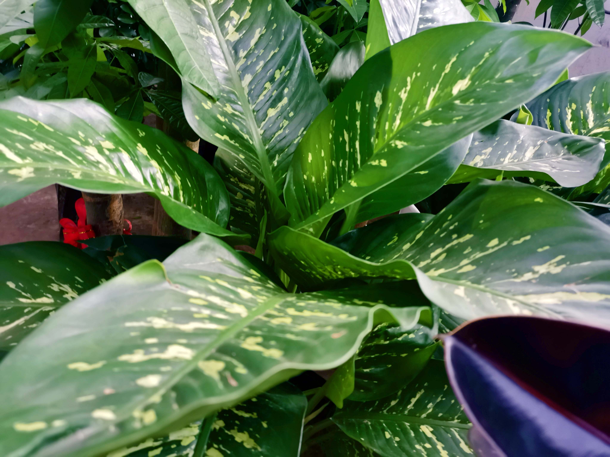 斑叶竹芋原创拍摄