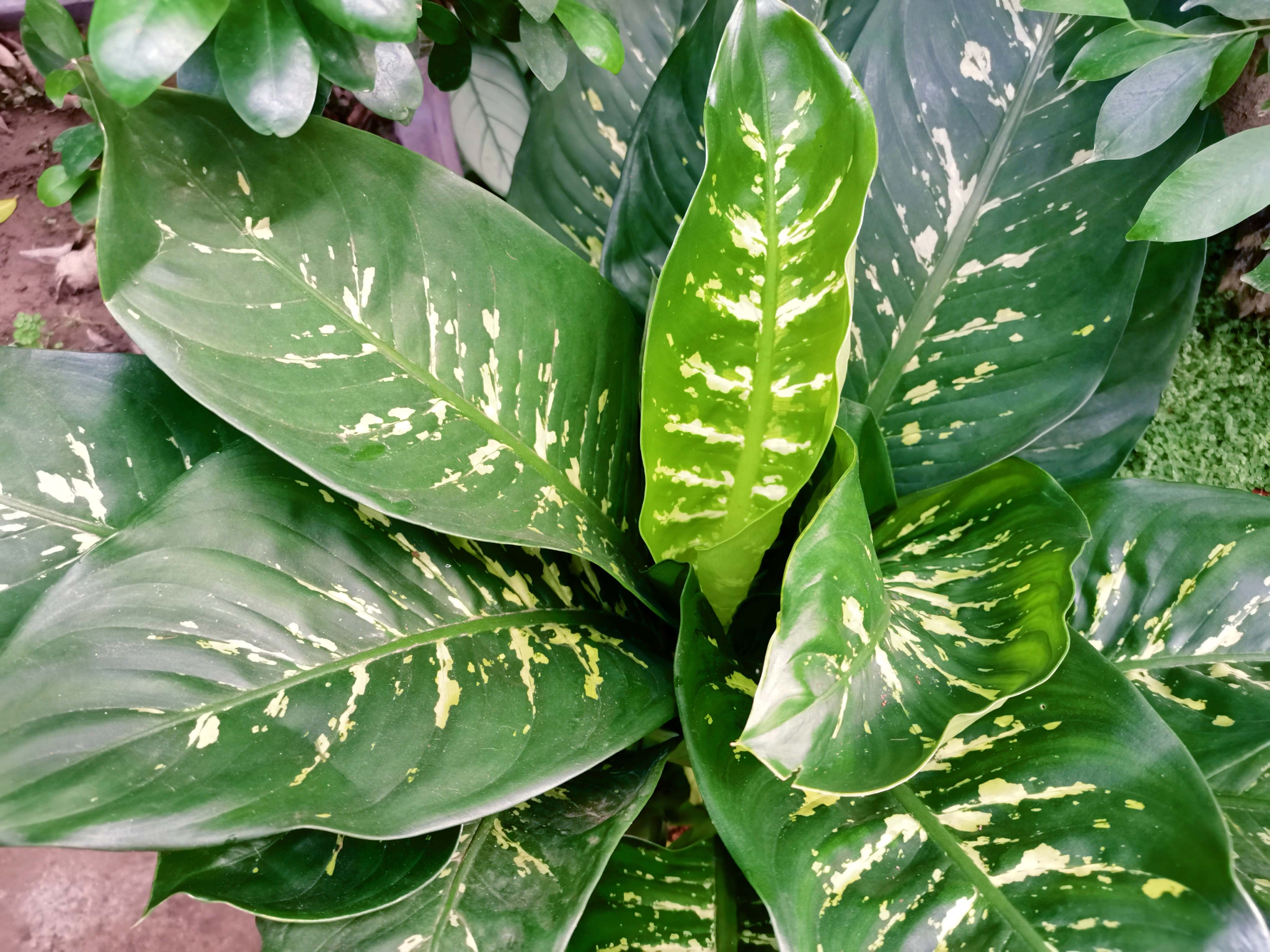 斑叶竹芋原创拍摄