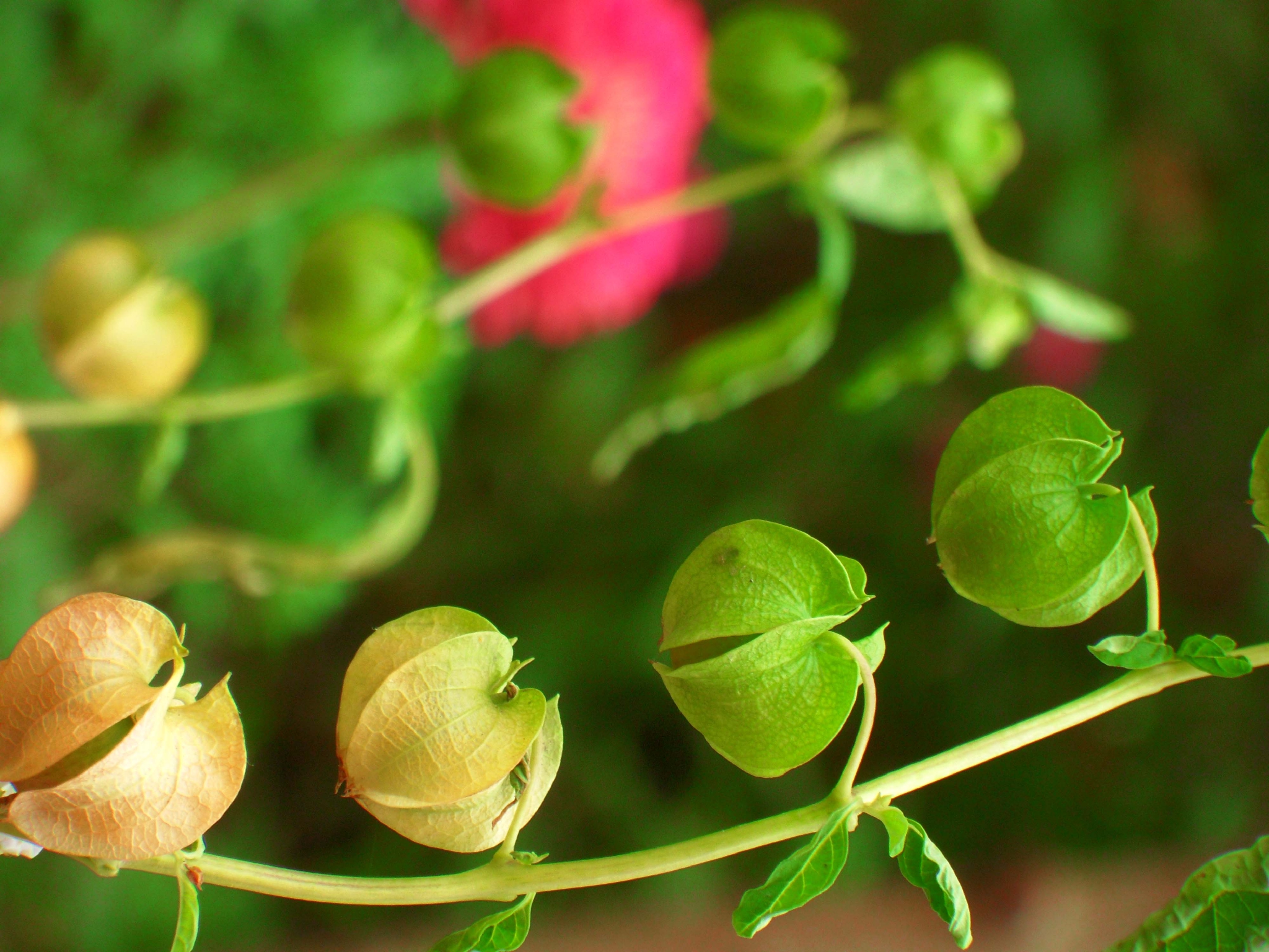 假酸浆原创拍摄