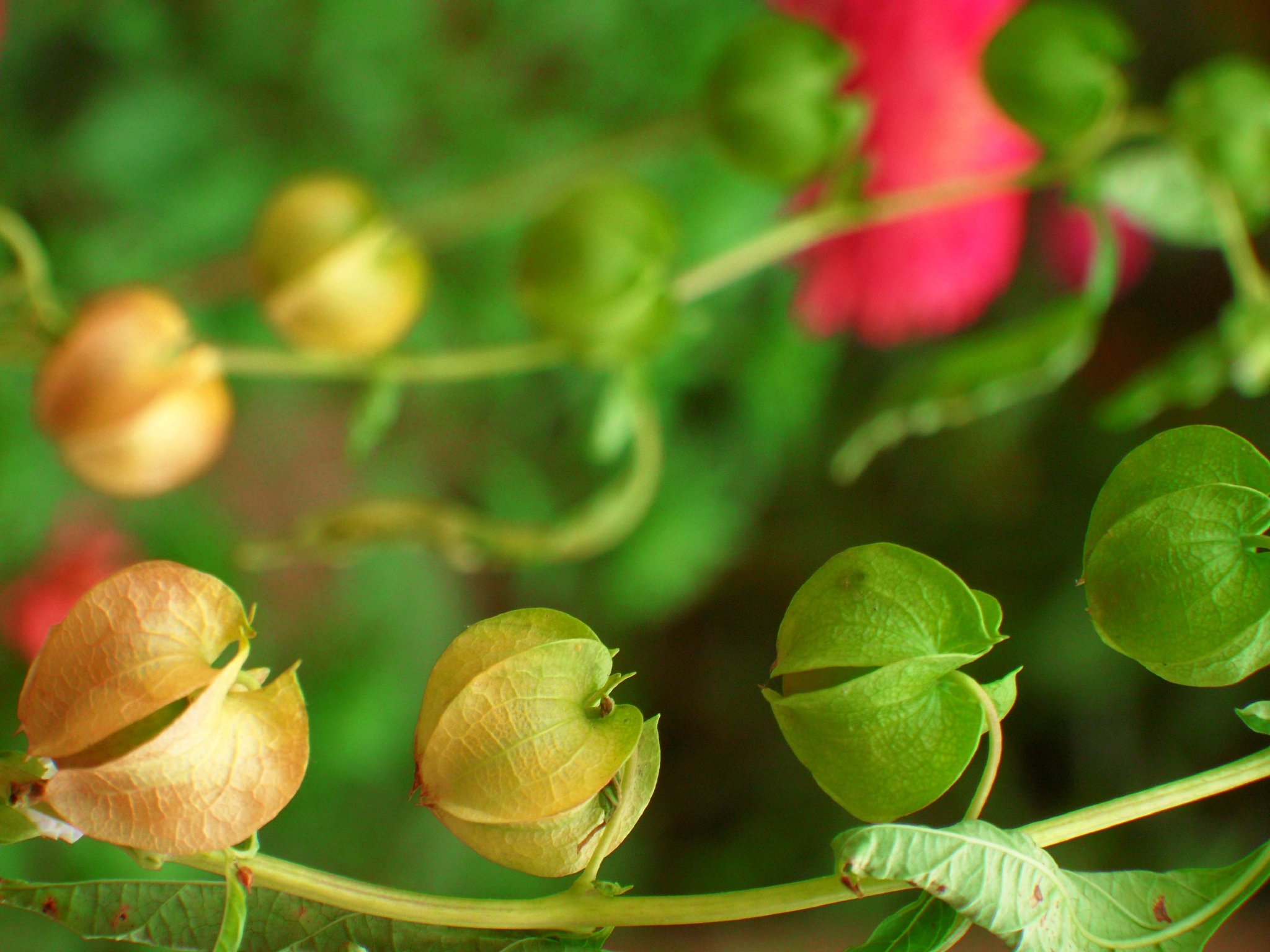 假酸浆原创拍摄