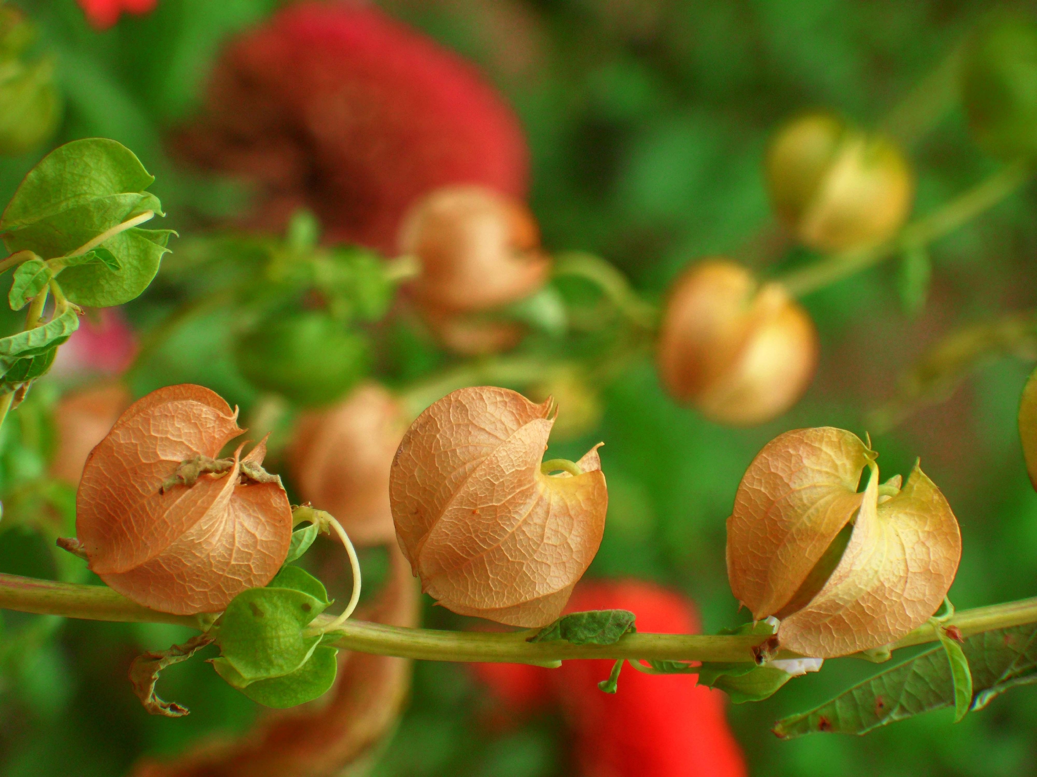 假酸浆原创拍摄