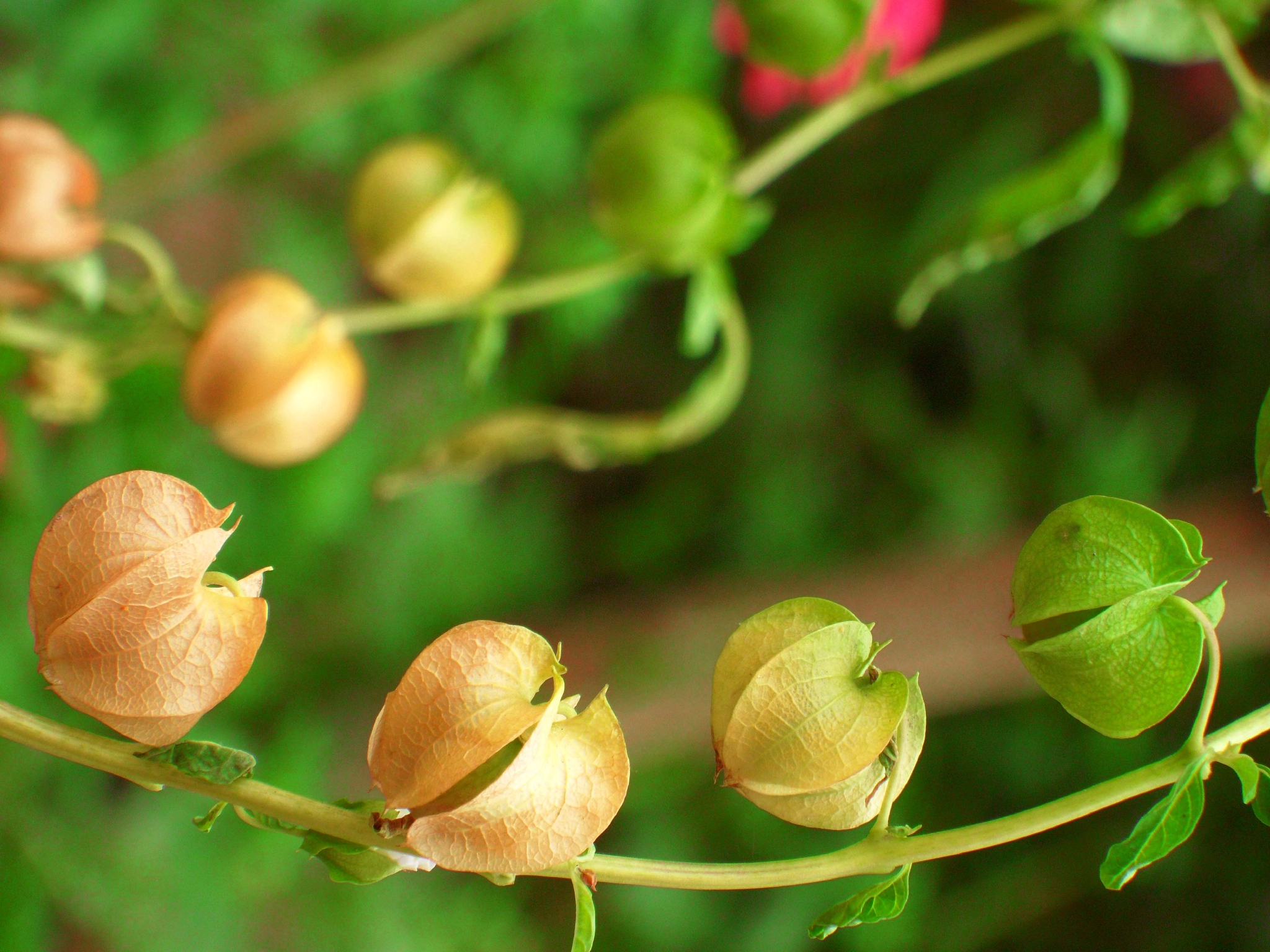 假酸浆原创拍摄