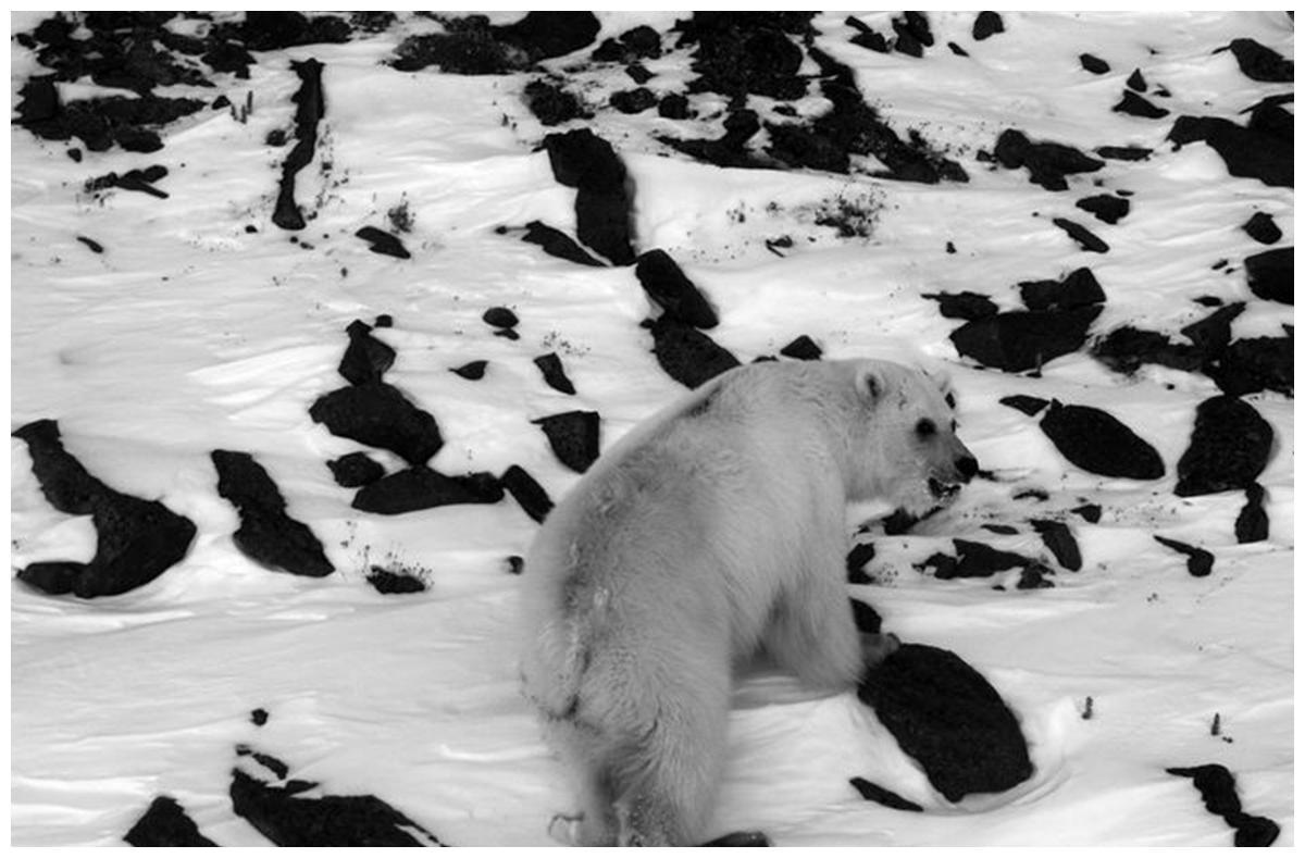 全球变暖后 北极熊和灰熊相遇 除了争斗还有风花雪月的爱情故事 北极熊 灰熊 全球变暖 新浪新闻