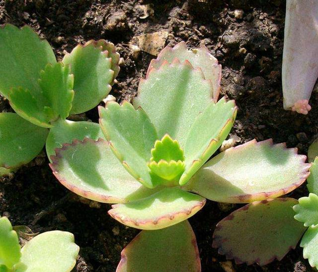 打不死的"入侵植物",叶肥花好看,落地就生根,还能嫁接长寿花|长寿花