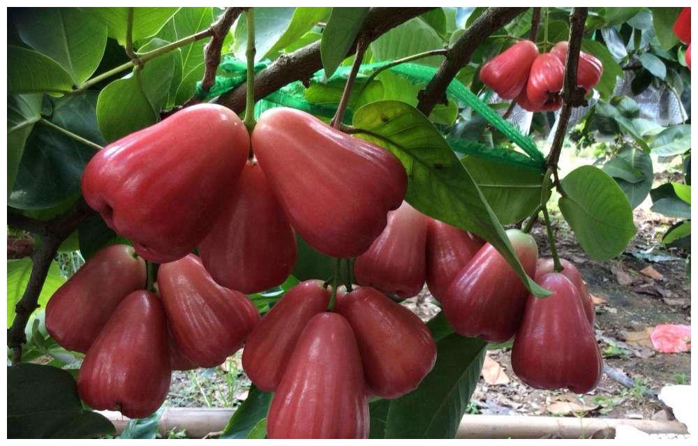 北方30块钱一斤吃不起,在南方掉一地却没人吃|南方|莲雾|水果_新浪