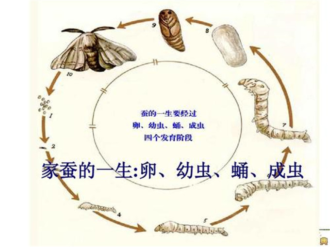 蚕的生长顺序图片图片