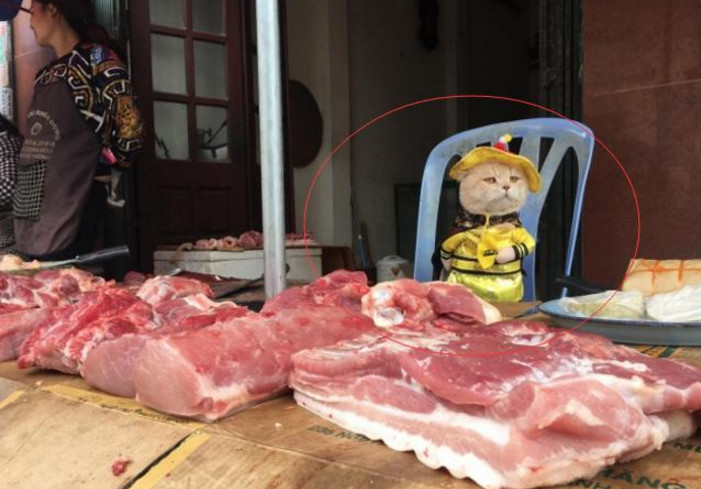 猫咪身穿"龙袍"卖猪肉,却无人来买,露出的表情让人心疼!