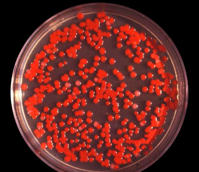 美国粘质沙雷氏菌实验图片