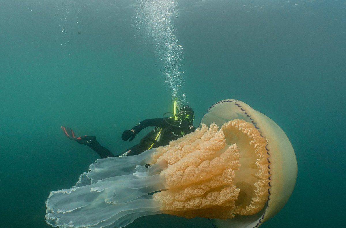 科学家在海底发现 巨型生物 引起世界关注 人类该反思了