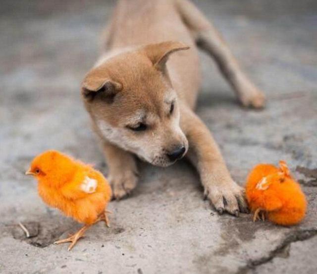 以后小鸡和小狗就开始了一方高兴一方不开心的生活.