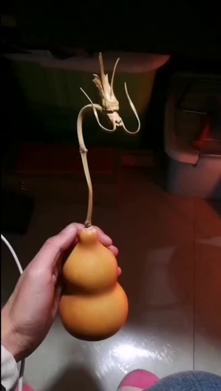 今天去地里采摘,这个葫芦腕竟然长得像龙头,可以卖个好价钱了