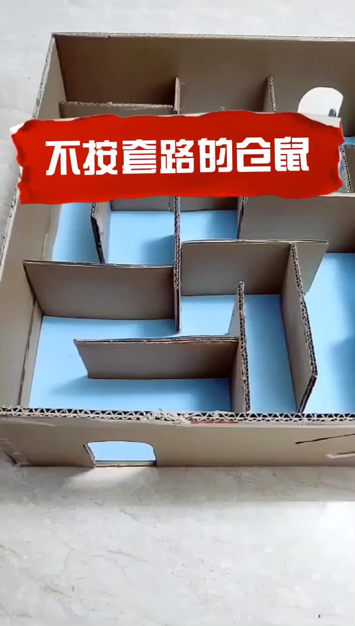 网友给自己宠物做的迷宫,结果仓鼠不按套路来_手机新浪网
