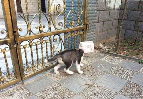 突然听到二哈在院子大叫,主人以为有人偷狗,出来一看笑到扶墙走