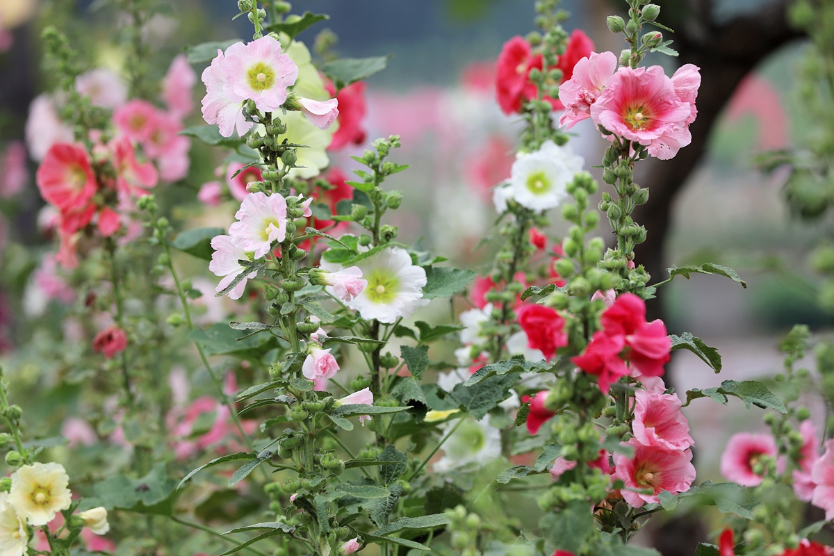 "金堂千亩蜀葵花海——世界上最高的瓶插花"第四届蜀葵花节在成都金堂