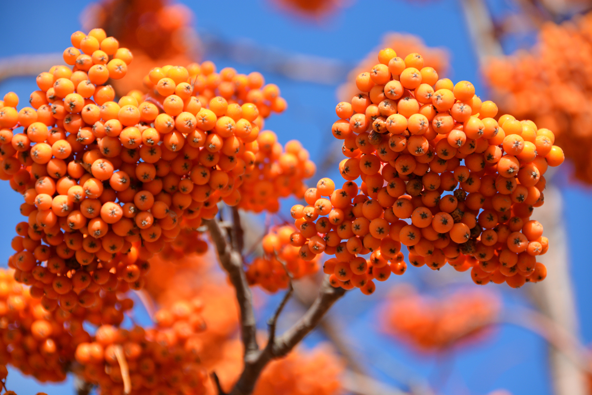 金色花楸果原创拍摄