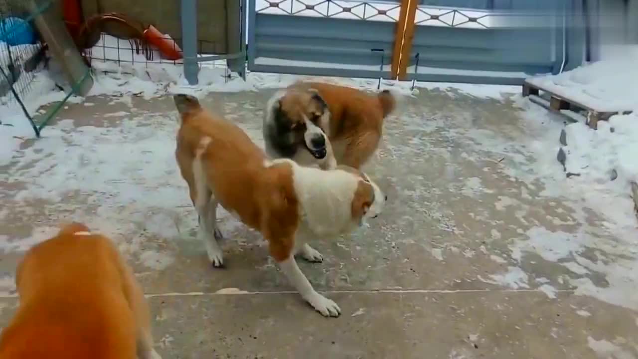 牧羊犬两兄弟联手对付高加索牧羊犬 高加索狗狗闹着玩都没认真 牧羊犬两兄弟联手对付高加索牧羊犬 高加索狗狗闹着玩都没认真