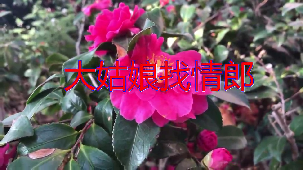 《大姑娘找情郎》,感受下这激昂的声音吧