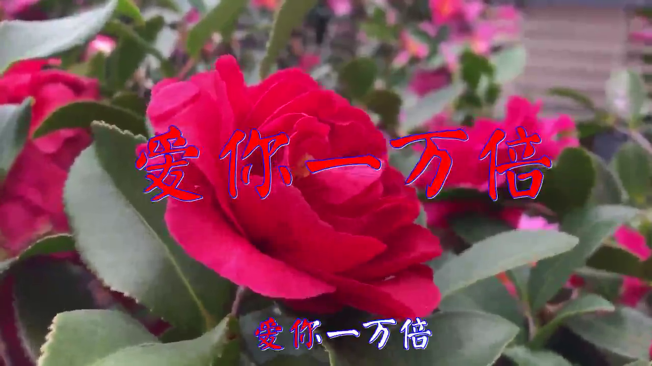 分享谢世超红蔷薇的经典歌曲《思念天边的你》,黄莺出谷,真好听