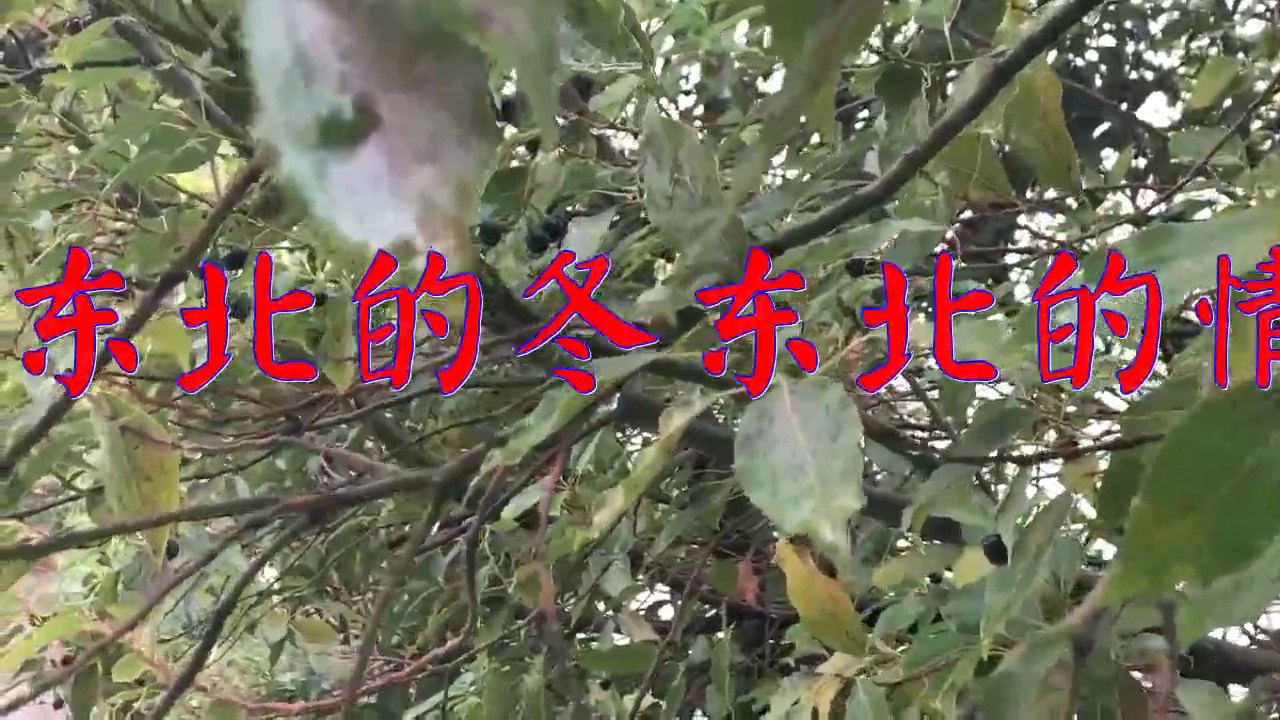 分享一首《东北的冬东北的情》,此曲袅袅余音,最美的声