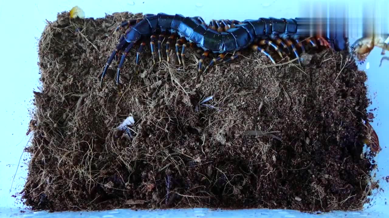 一只大蜈蚣捕食蝼蛄(土狗儿),这速度真快!