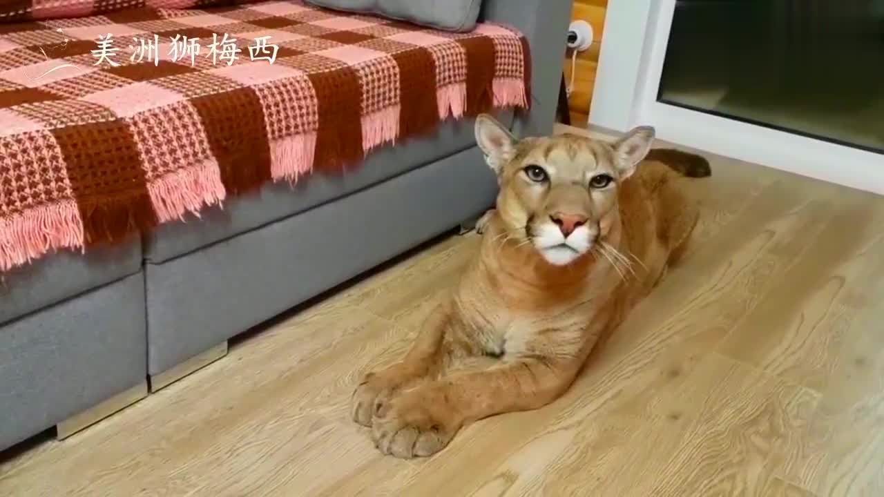原来美洲狮梅西怕酸,它的表情很无奈