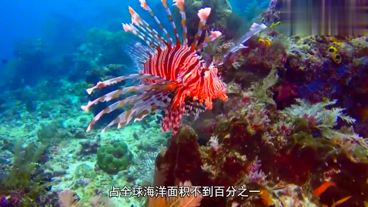 蓝色星球__幽暗深海.