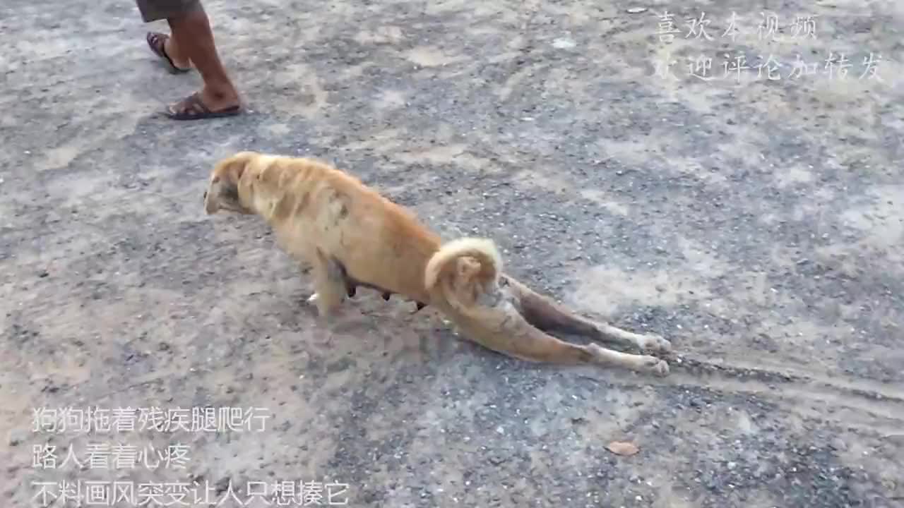 狗狗拖着残疾腿爬行路人看着心疼不料画风突变让人只想揍它